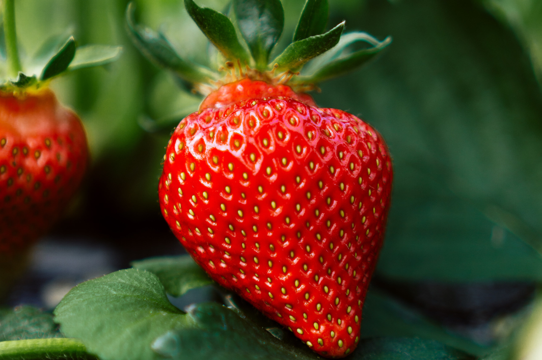 How to Take Care of Strawberry Plants Good Living Advice